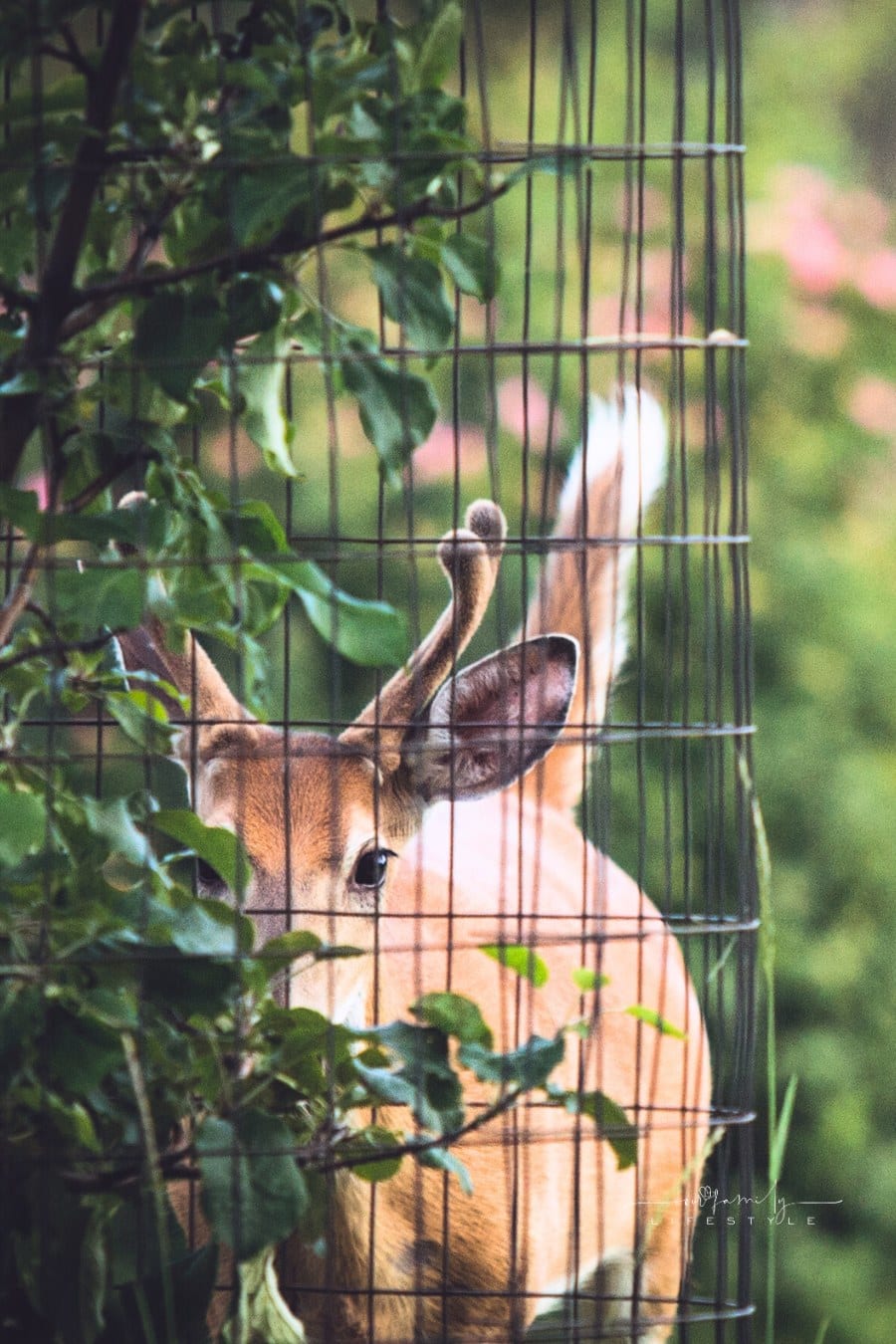 A hungry deer looking for a way to get to the fruit tree in a garden. Tree is enclosed in a wire cage.