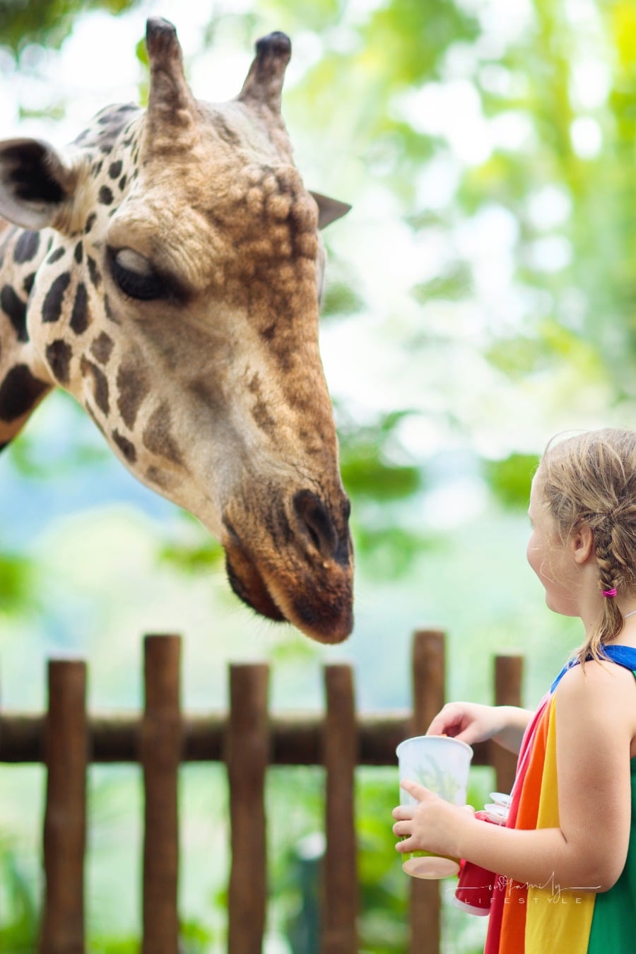 child feeding a giraffe at the zoo