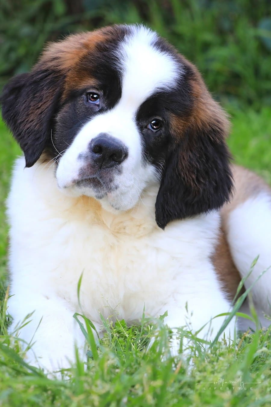 Saint Bernard