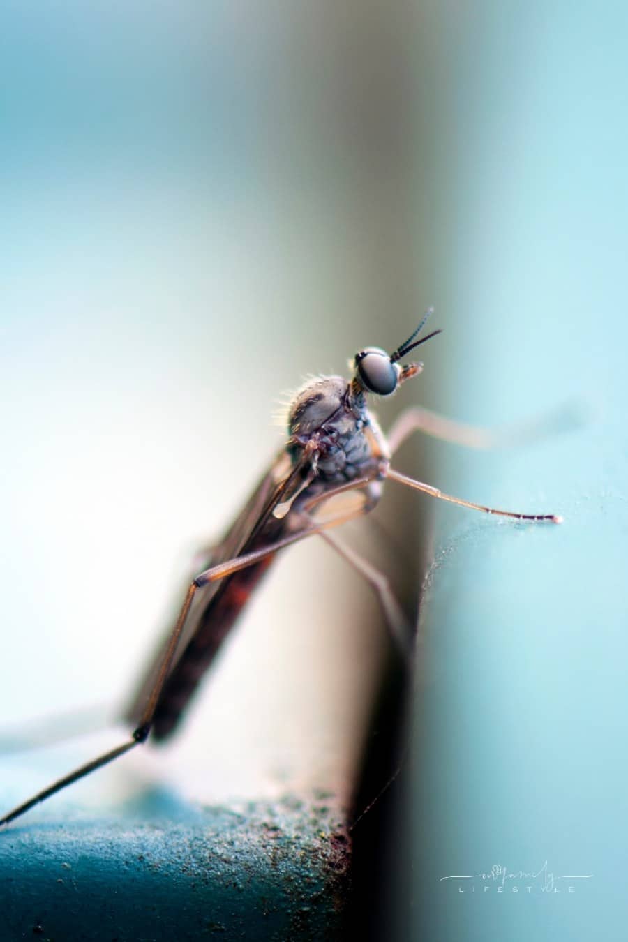 mosquito in the house