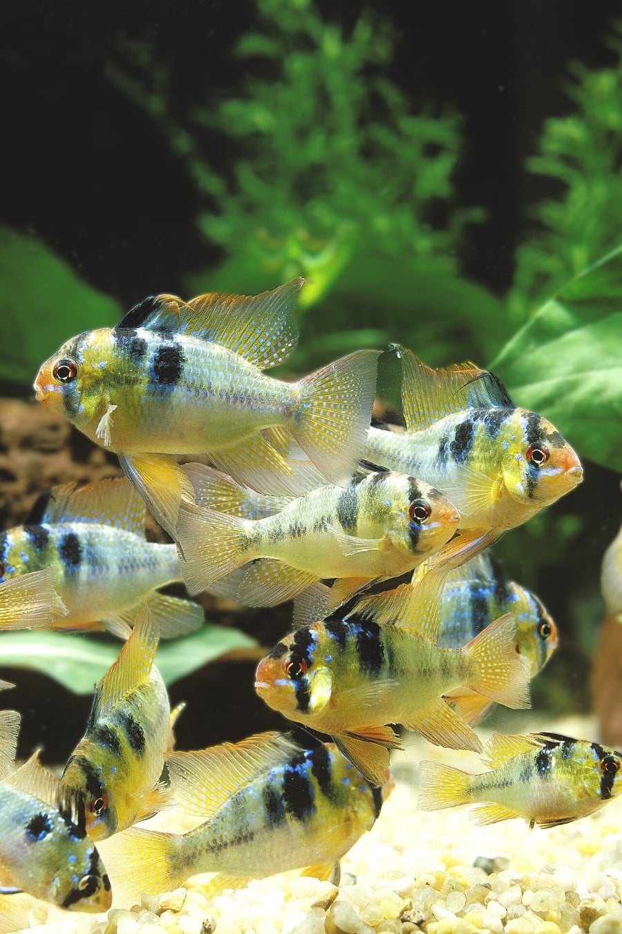 6 Fish You Can keep In The Same Tank As Amano Shrimp