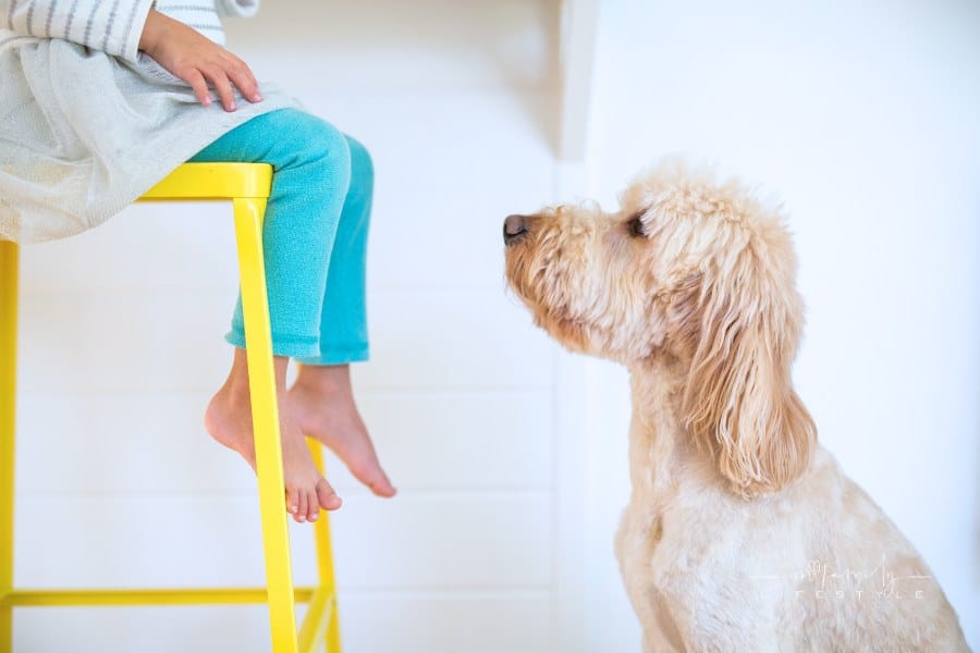 blonde doodle dog looking up at child sitting on a yellow stool with feet hanging down