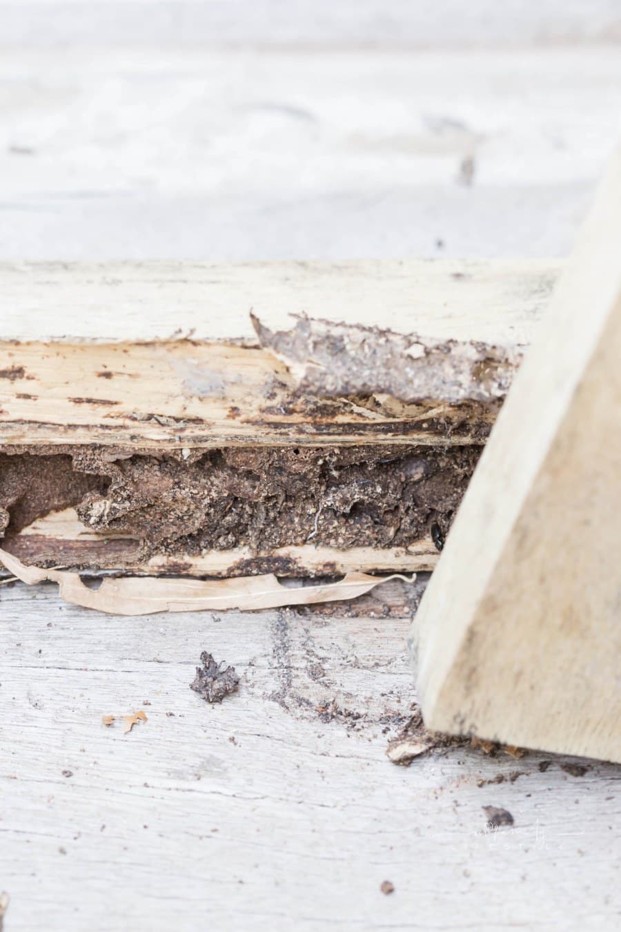 termites nest in plywood