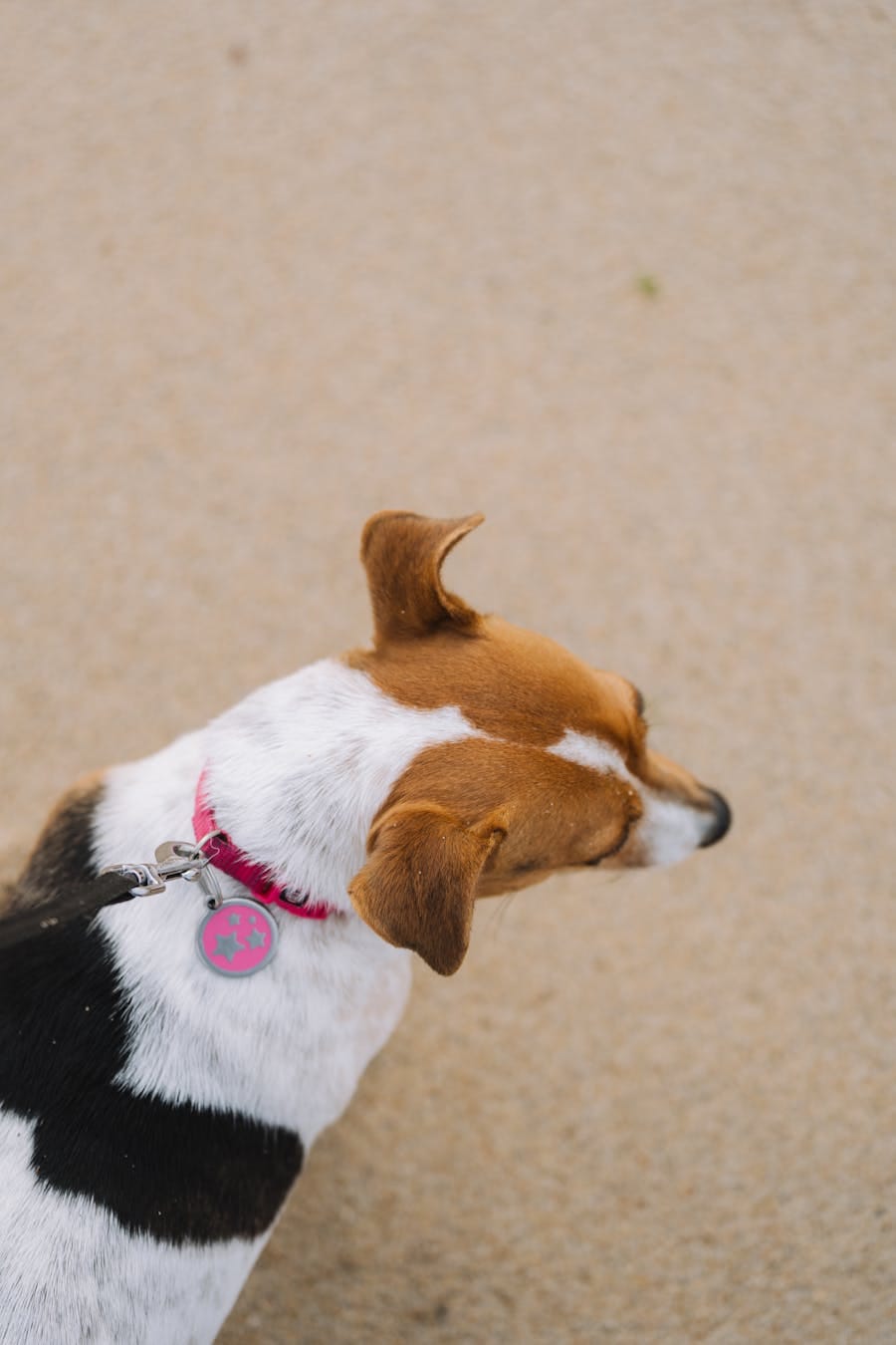 A beagle dog with a red collar walks on the sandy beach, enjoying the outdoors.