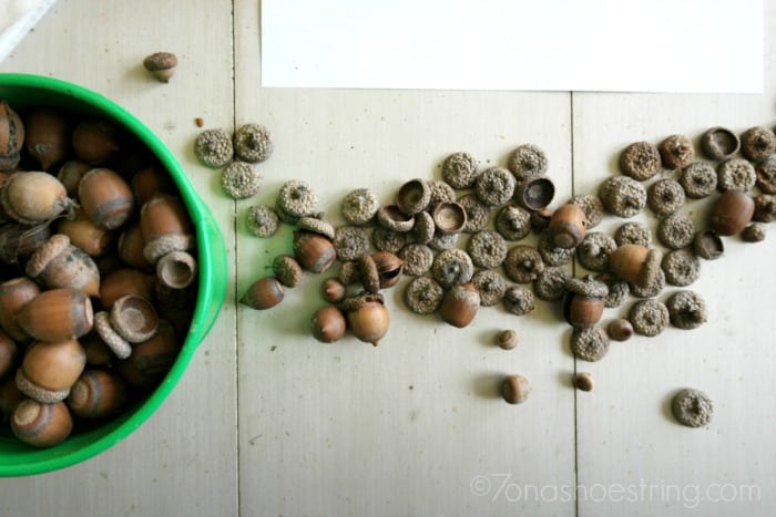 acorn-shells-and-copules