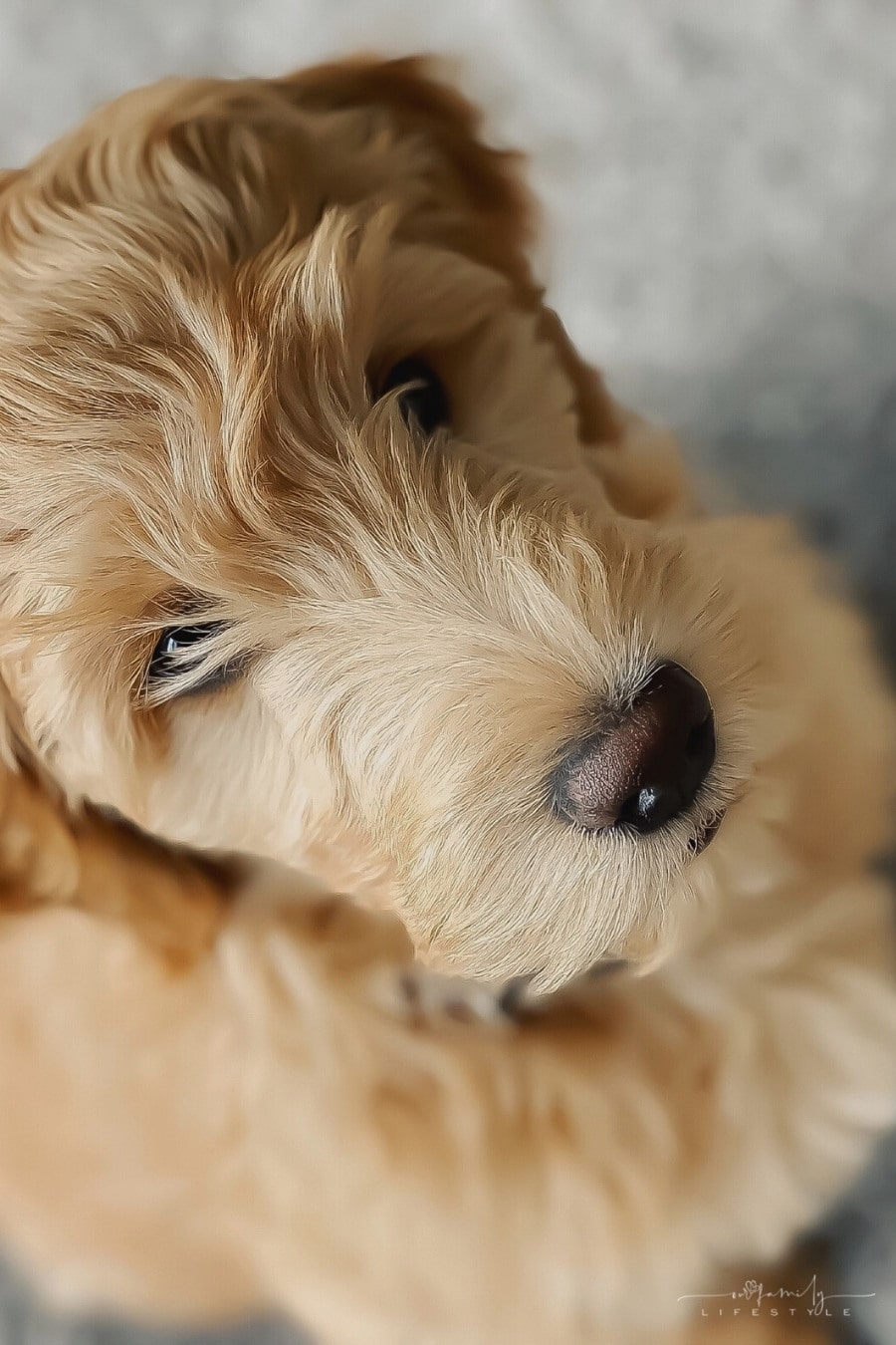 Adorable Golden Retriever Mix Breeds You Will Fall In Love With