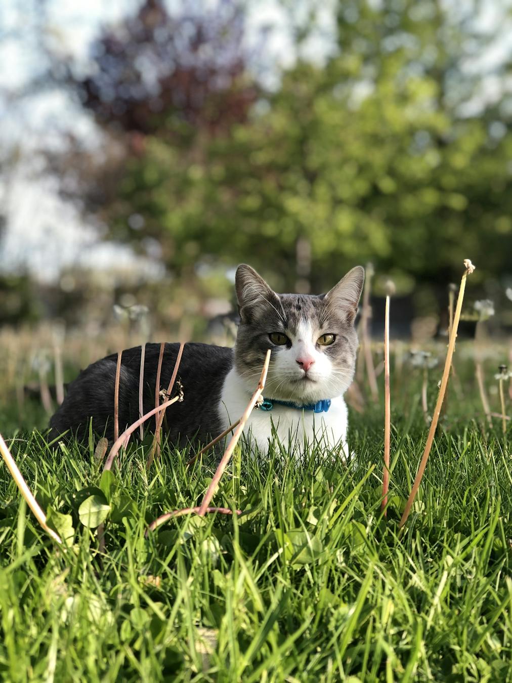 Adorable tabby cat with a collar lounging in a lush spring meadow, OH, USA.