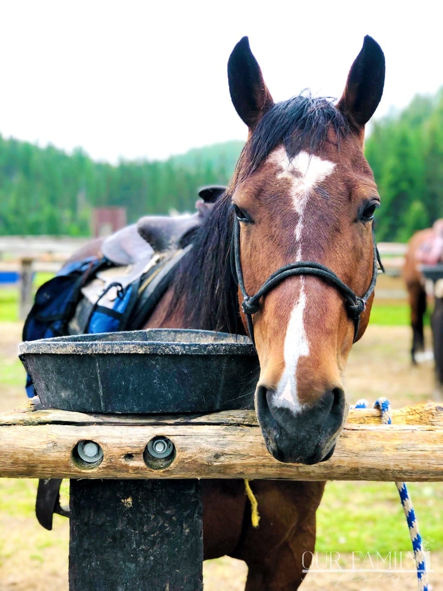 Bar W Guest Ranch Montana horseback riding