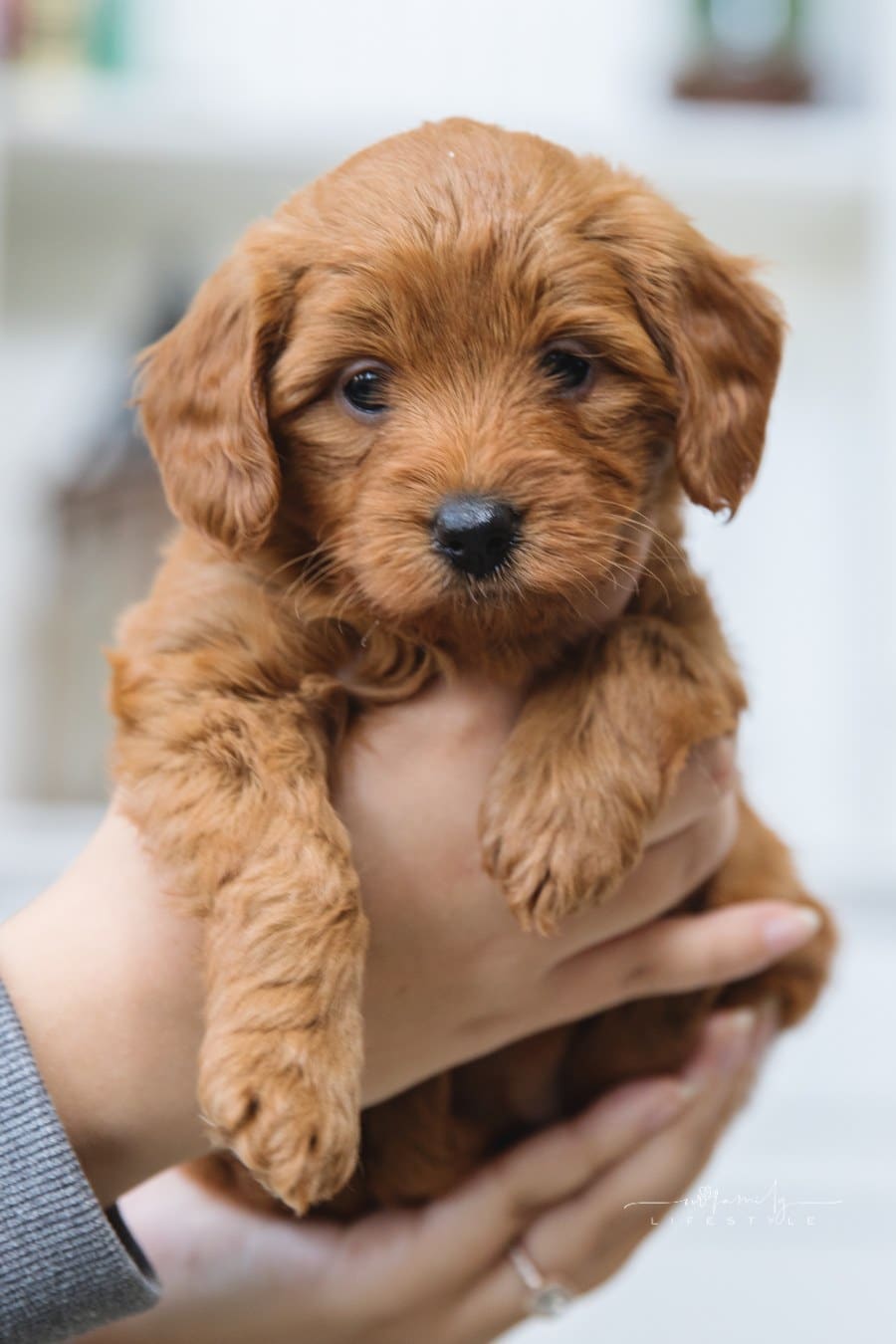 Adorable Goldendoodle puppy is being held by her new owner