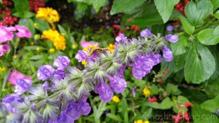 caterpillar at Epcot Flower & Garden festival