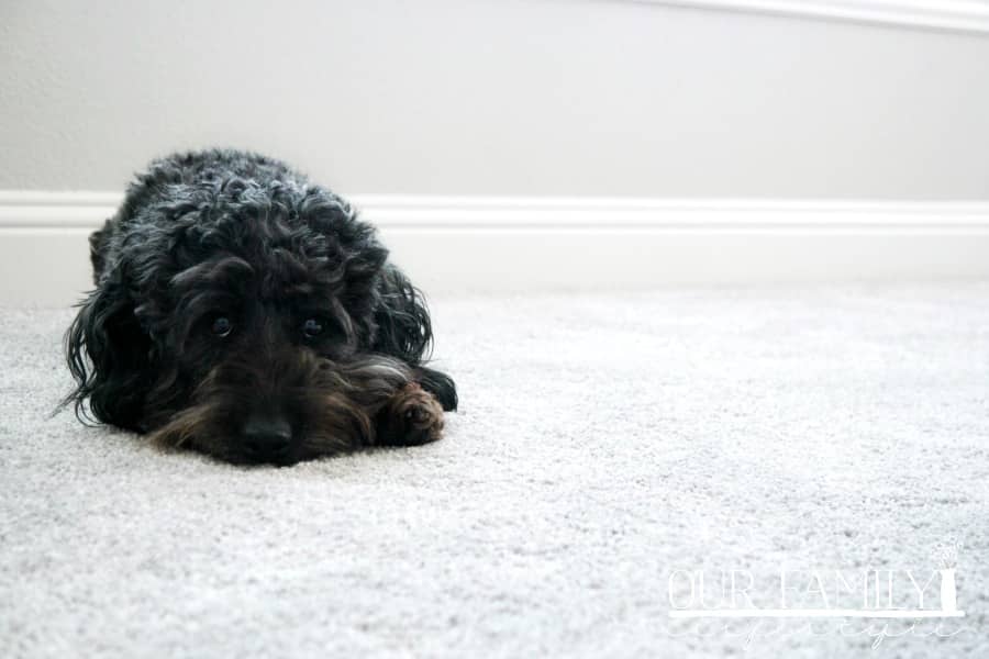 Cole Doodle and PetProof carpet