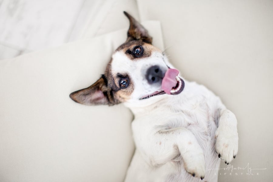 The Ultimate Guide to Creating a Comfortable Haven for Your Pet