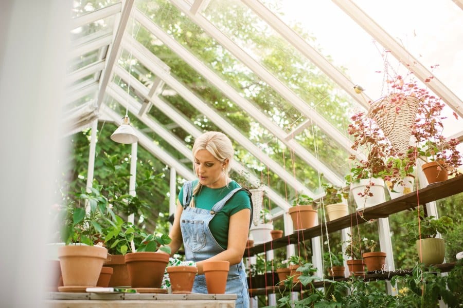 Woman gardening in greenhouse replanting plant