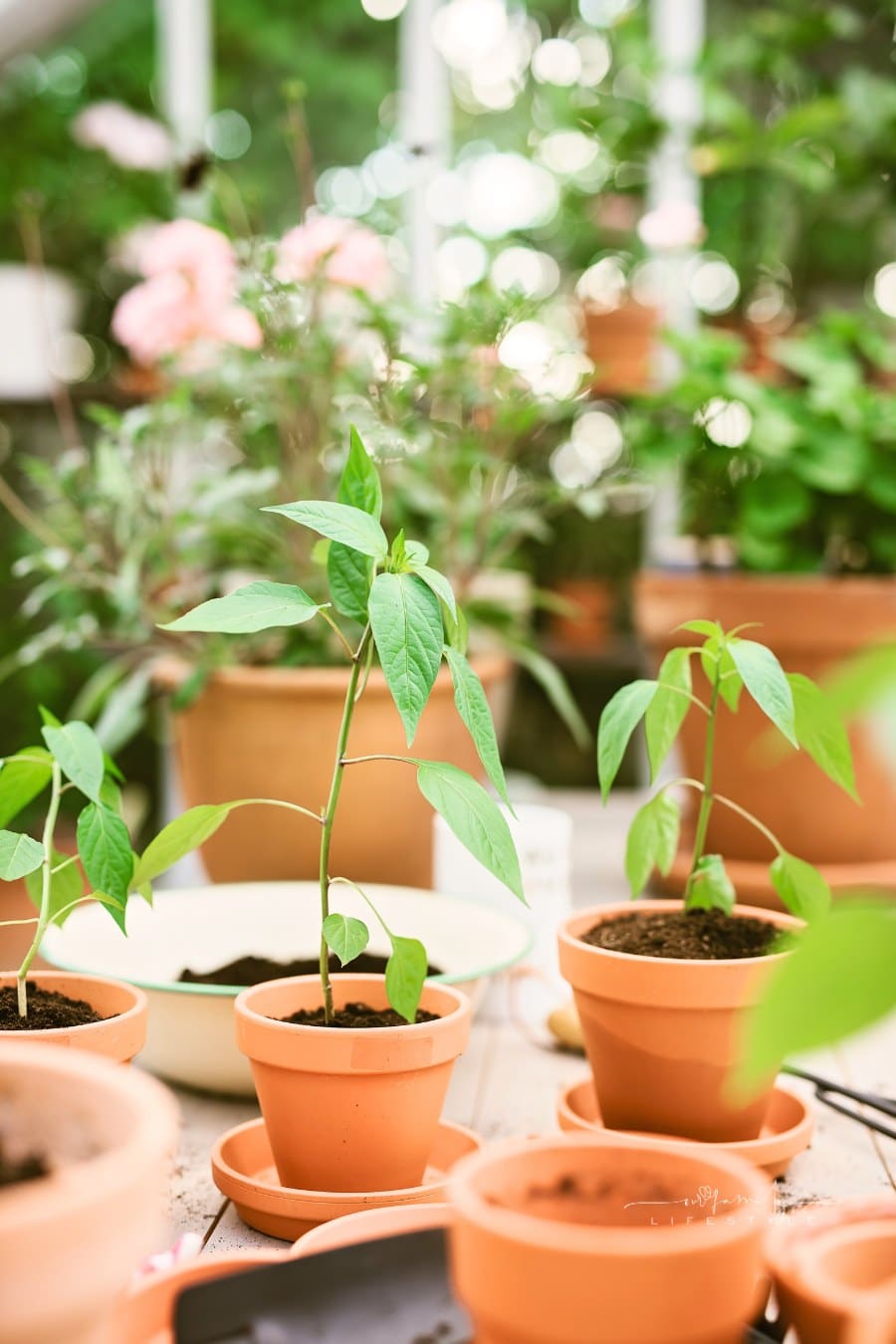 Chili pepper plants in greenhouse