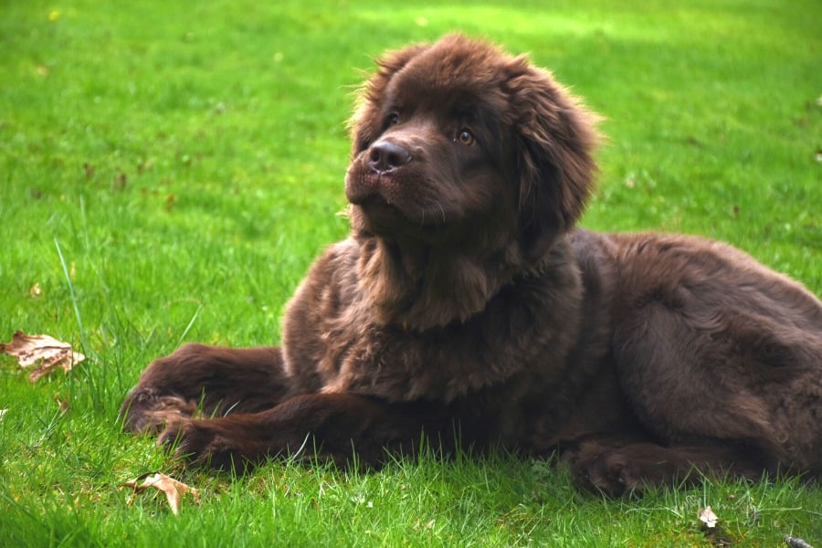 brown newfoundland dog laying in the grass