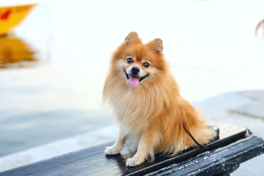 Pomeranian dog sitting on a bench