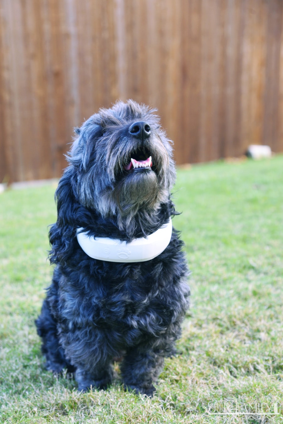 Halo with Cesar Millan