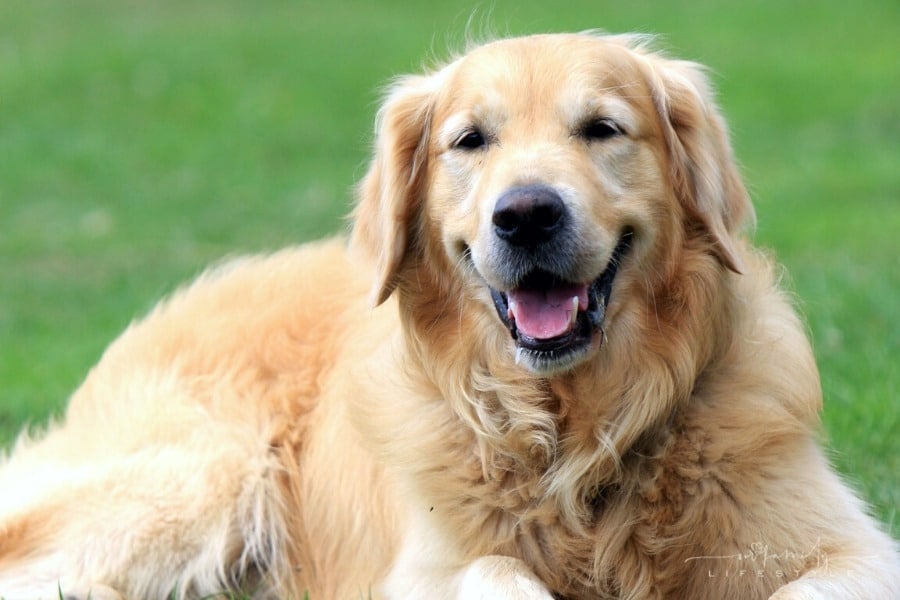 Golden Retriever