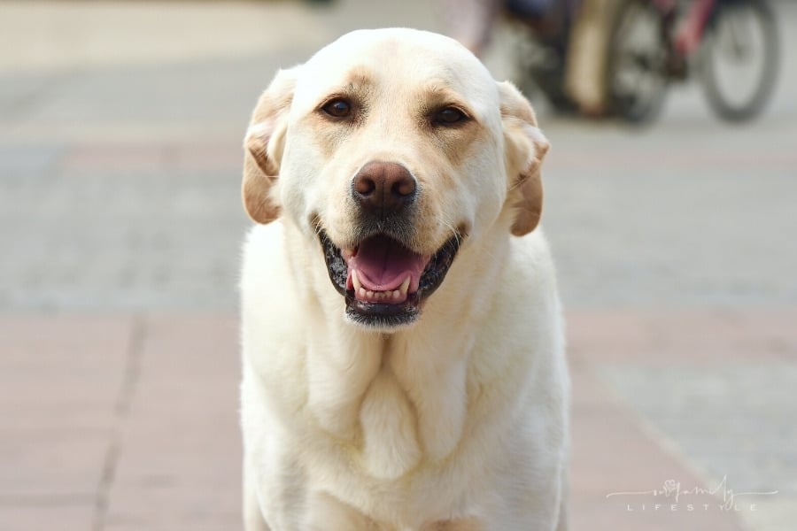 Labrador Retriever