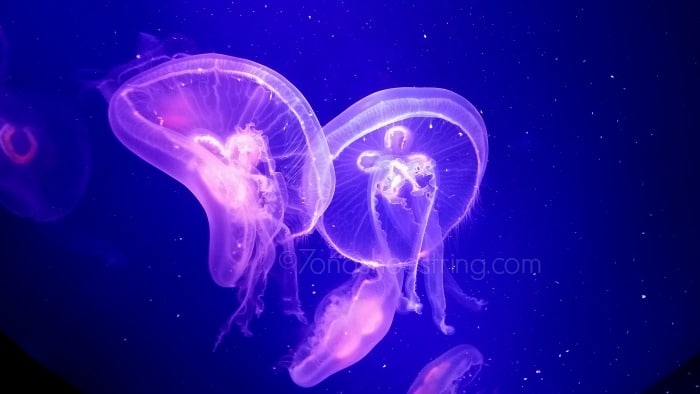 Downtown Aquarium jellyfish