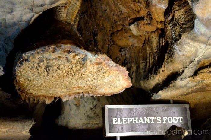 Elephants Foot - Ruby Falls