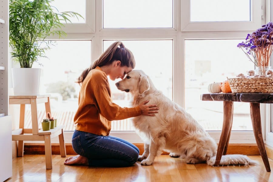 Woman Hugging Her Golden Retriever Dog at Home