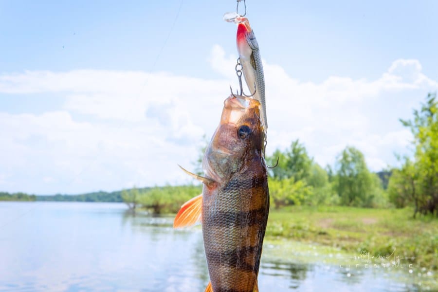 bass caught in a fishing lure