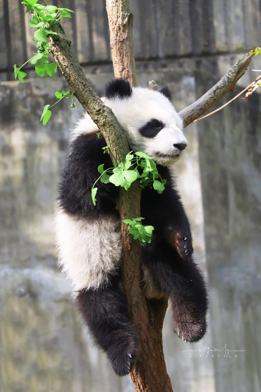young panda bear in a tree at the zoo
