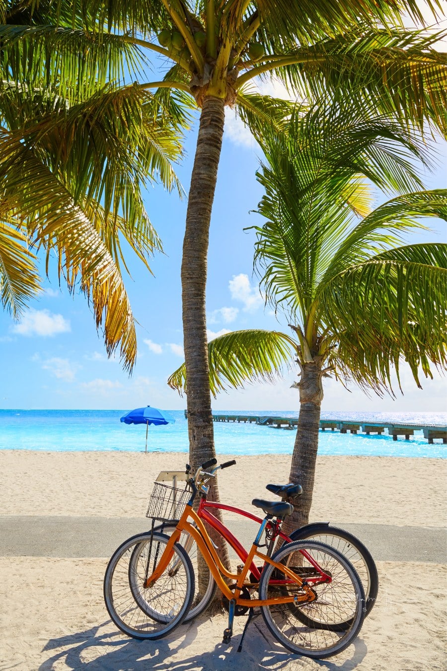 two bikes by a plam tree on Key West Florida beach, Clearence S Higgs Memorial in USA