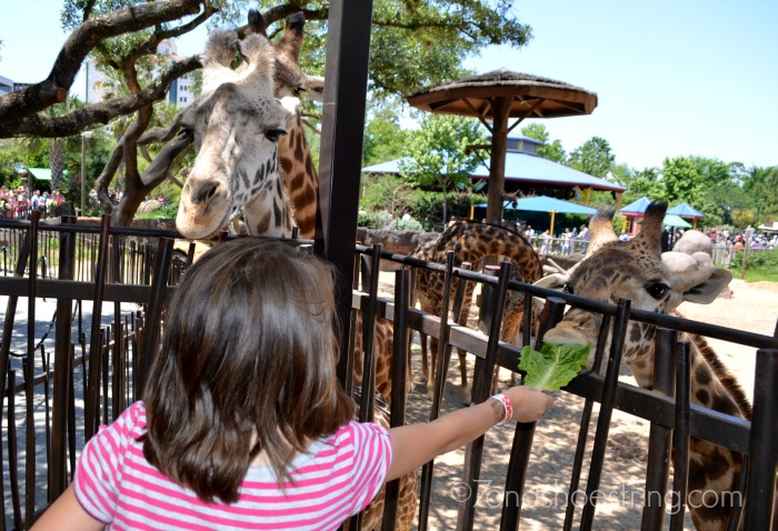 giraffes at Houston zoo