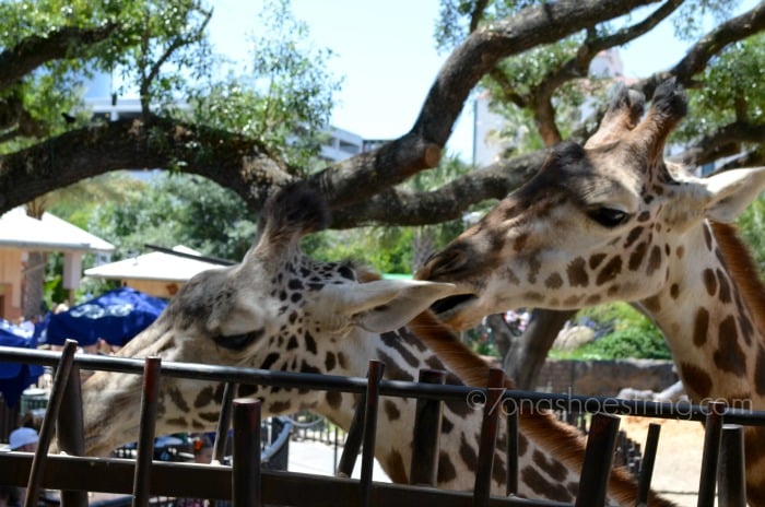 giraffes at Houston Zoo feeding