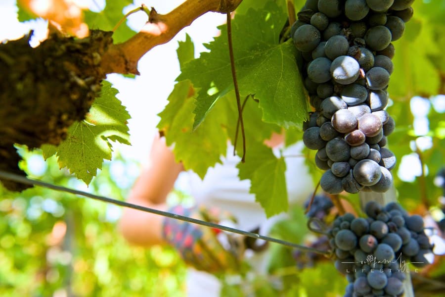 harvesting grapes frrom the vine