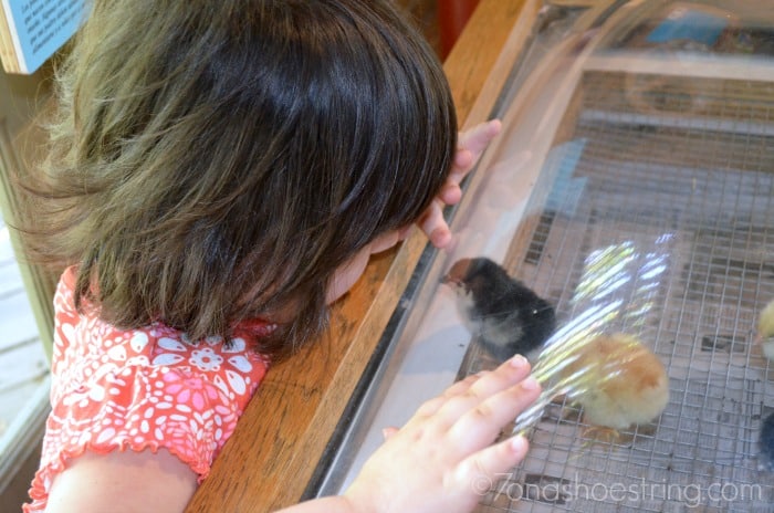 museum hatching chicks