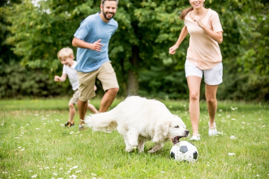 family playing soccer with golden retriever in field