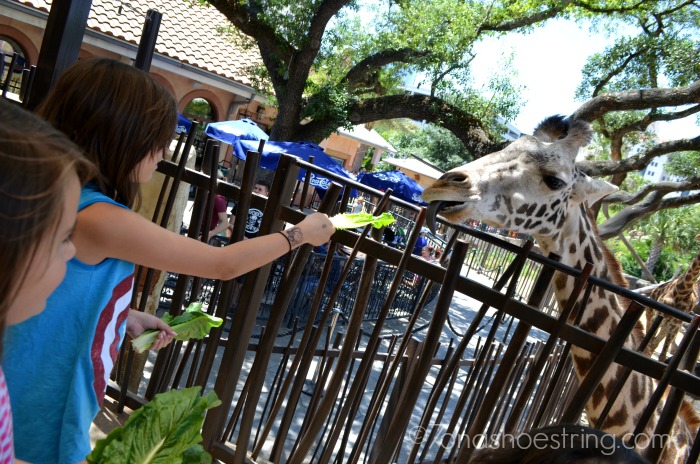 Houston zoo giraffe feeding