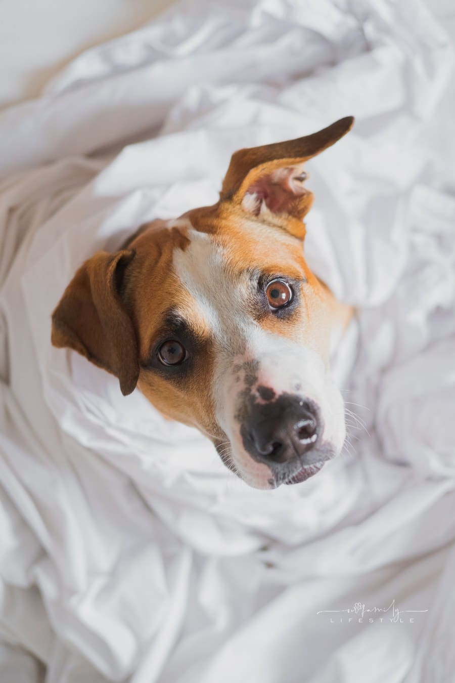 Beautiful staffordshire terrier in bed, high-key and natural light