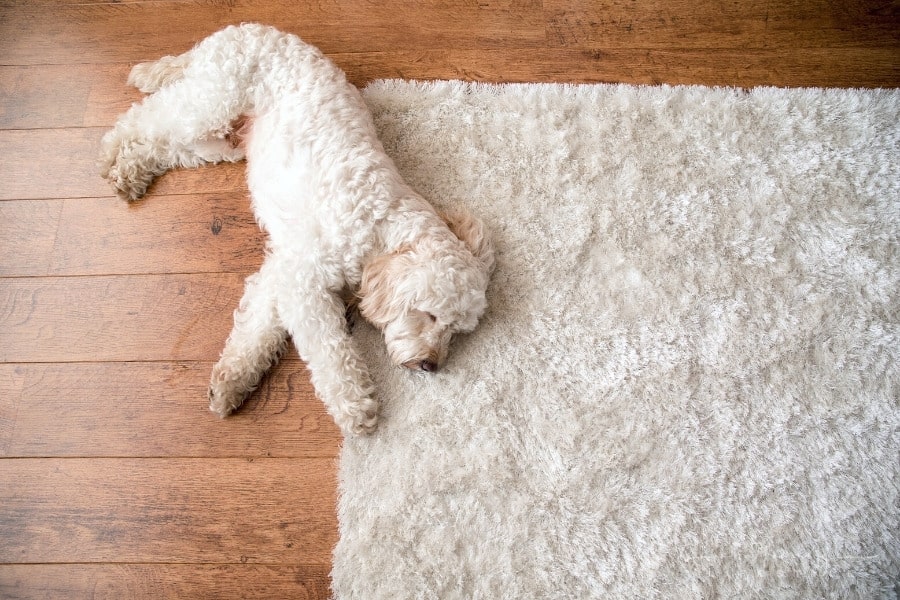 cockapoo dog laying on fluffy rug in living room