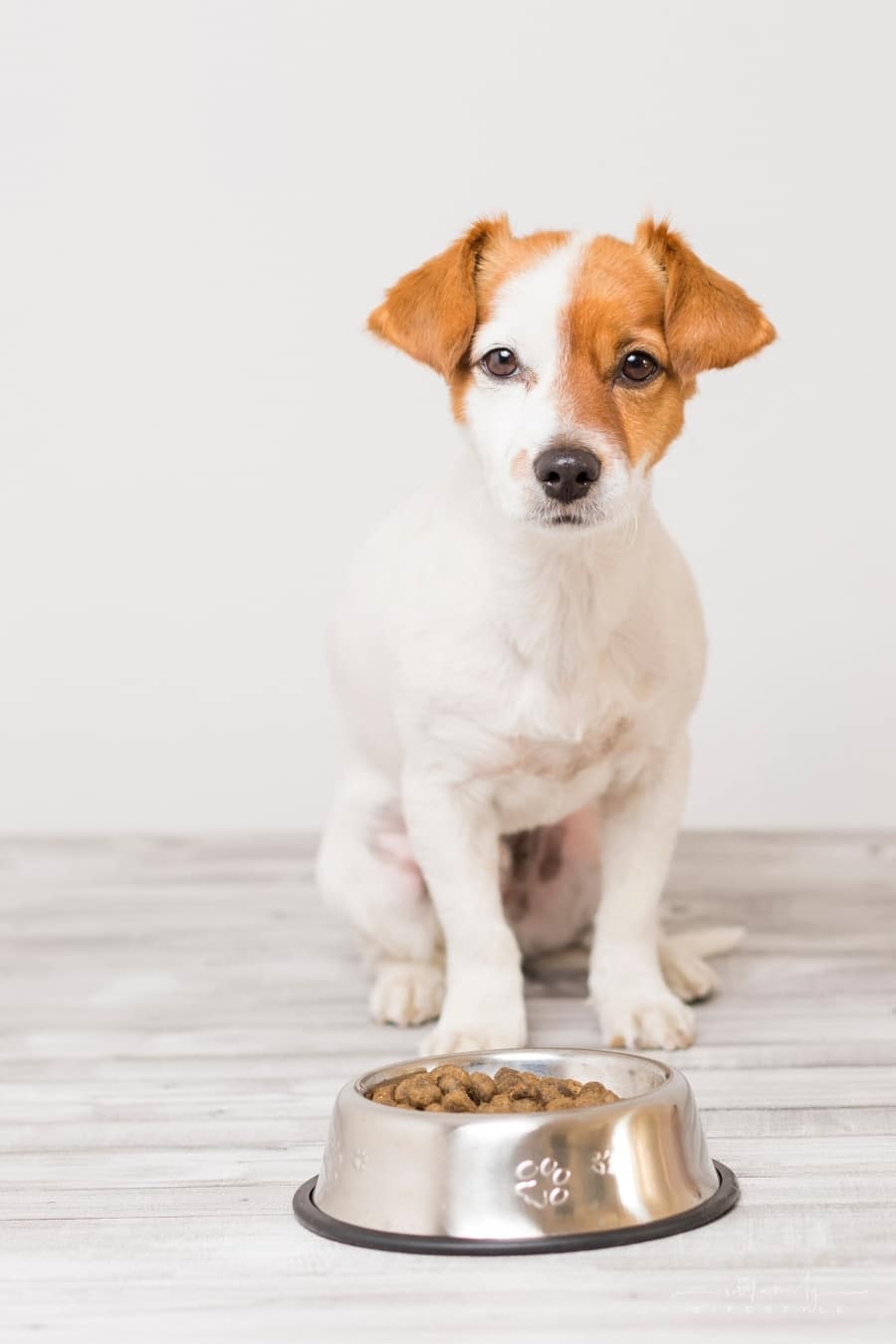 How To Know That Your Dog Is Having A Balanced And Healthy Diet