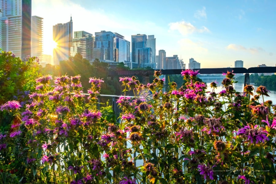 Austin Texas skyline behind purple flowers