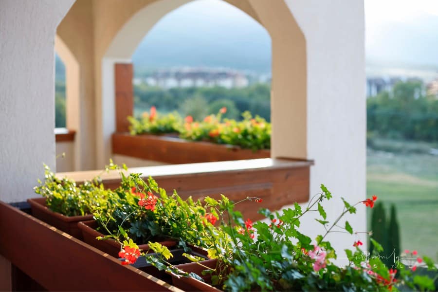 balcont with potted graden railing and red flowers sprouting