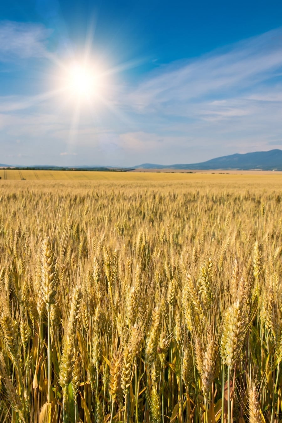 Why Is Our Nature Important If We Want to Have High-Quality Food?