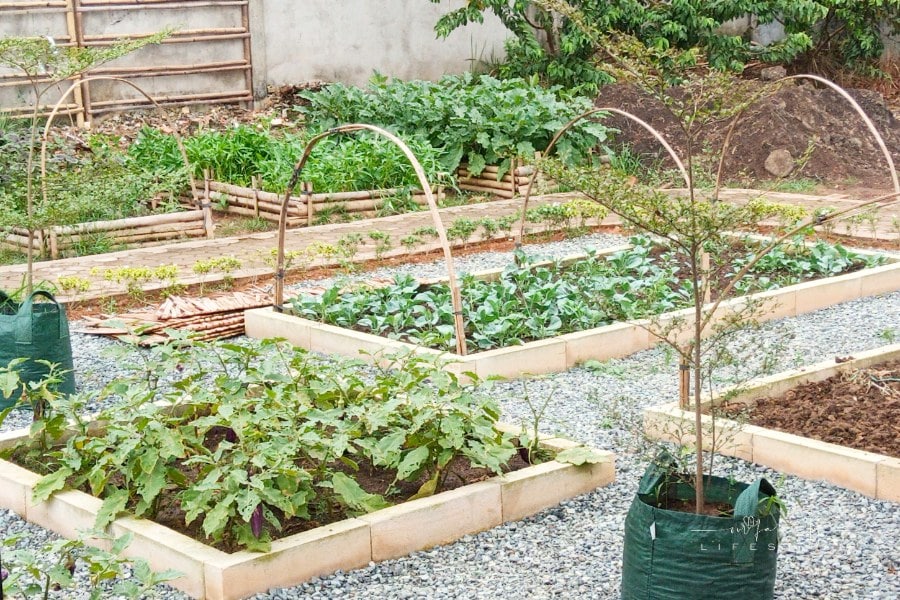 Urban Farming Plants Growing