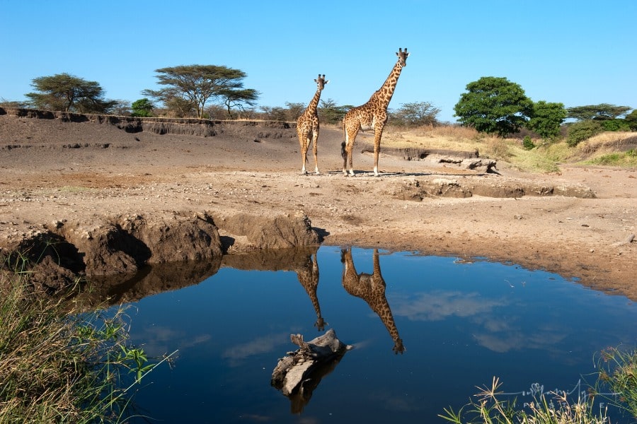 giraffes near a waterhole in Serengeti Tanzania