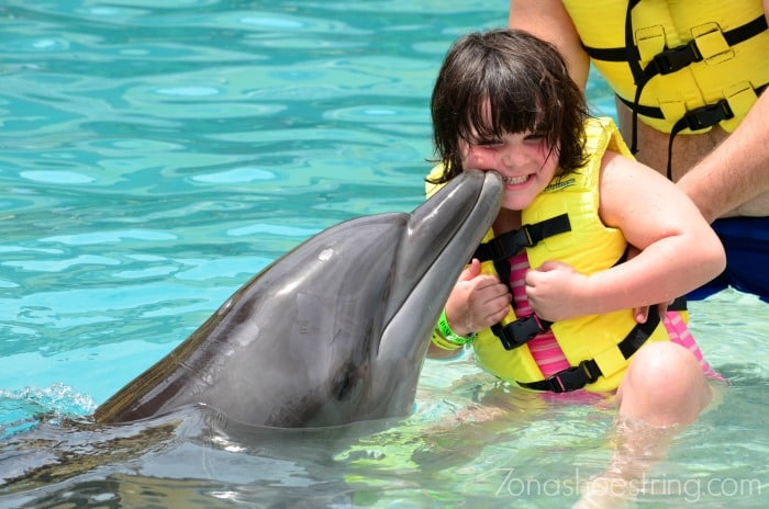 interactive dolphin experience