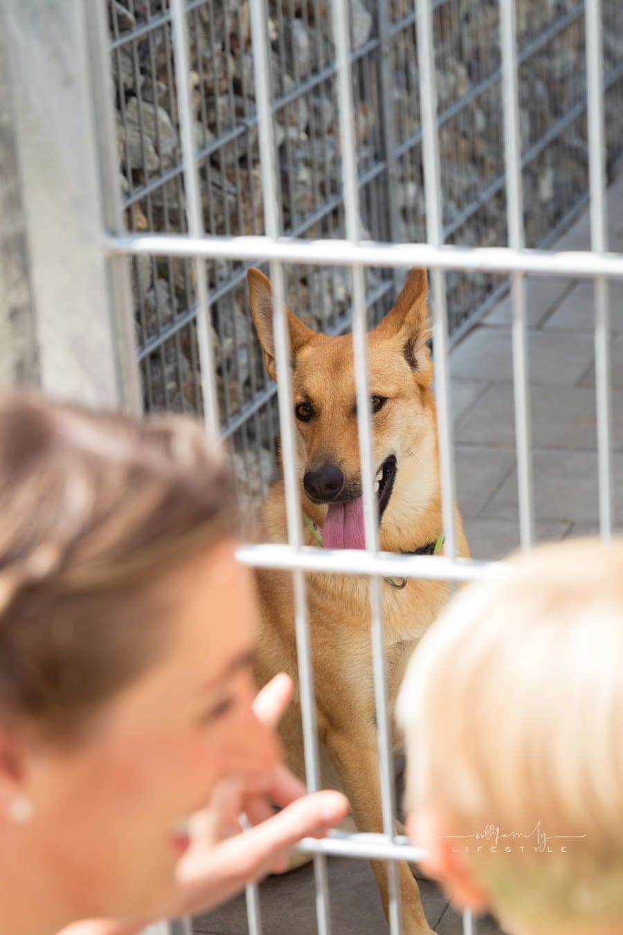 Family Looking to Adopt a Pet from Animal Shelter