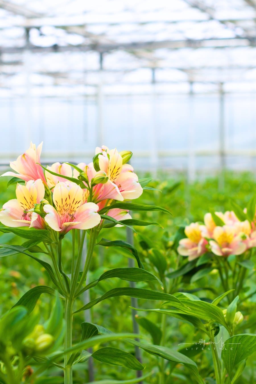 modern commercial greenhouse blooming with flowers