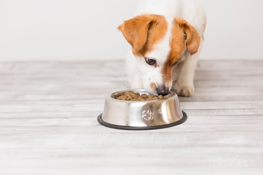 How To Know That Your Dog Is Having A Balanced And Healthy Diet