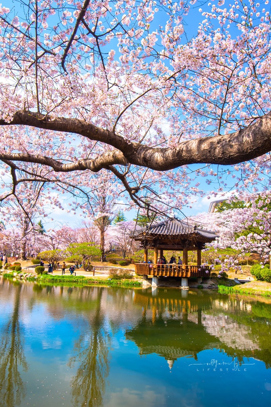Beautiful cherry blossoms in the spring of South Korea at Gyeongju South Korea city South Korea.
