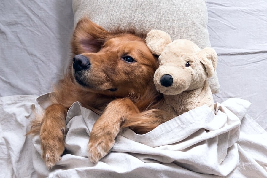 How To Overcome Some Common Pet Dog Problems