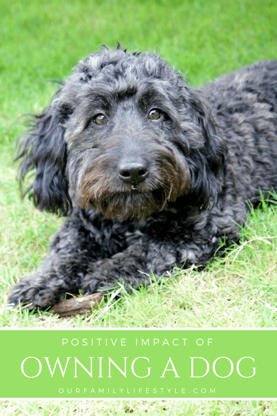 Positive Impact Owning a Dog Can Have on Your Life